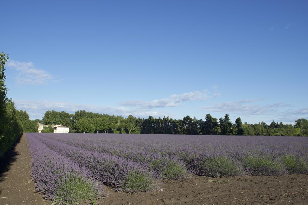 Montjoia Bed & Breakfast L'Isle-sur-la-Sorgue Exterior photo